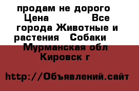 продам не дорого › Цена ­ 10 000 - Все города Животные и растения » Собаки   . Мурманская обл.,Кировск г.